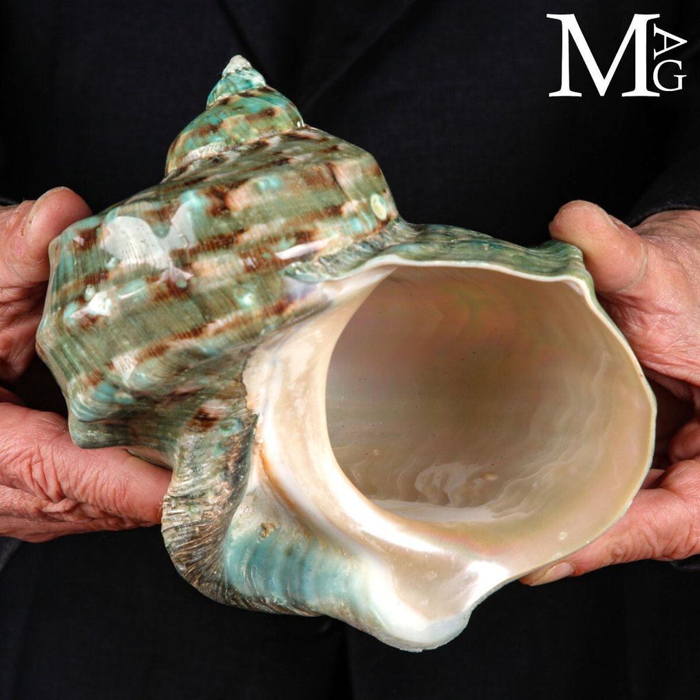 伟大的贝壳 虎纹玛瑙–抛光–大溪地 - 高度: 164 mm - 闊度: 162 mm- 566 g #2.1