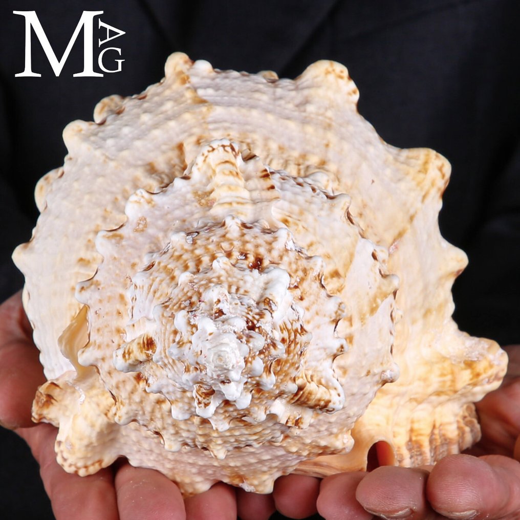 布氏科，猫头鹰贝，来自巴布亚新几内亚深海珊瑚水域 图图法布博（Linnaeus，1758） - 高度: 254 mm - 宽度: 157 mm- 740 g #3.2