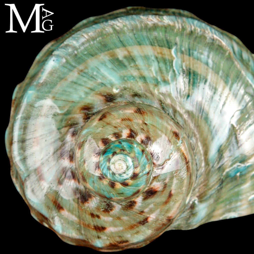 伟大的贝壳 虎纹玛瑙–抛光–大溪地 - 高度: 164 mm - 闊度: 162 mm- 566 g #3.2