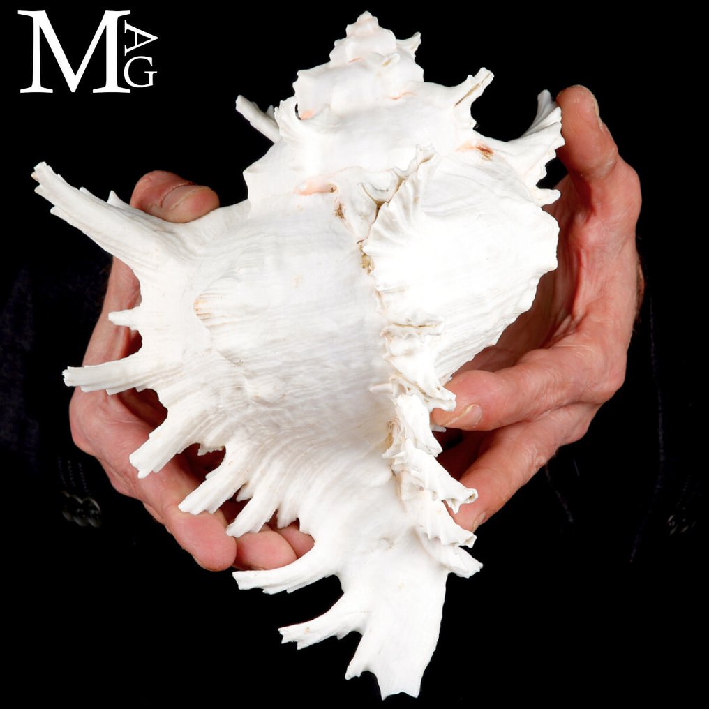The most iconic and recognizable shell in the Muricidae family. Chicoreus ramosus (Linnaeus, 1758) - Height: 222 mm - Width: 179 mm- 776 g #1.0