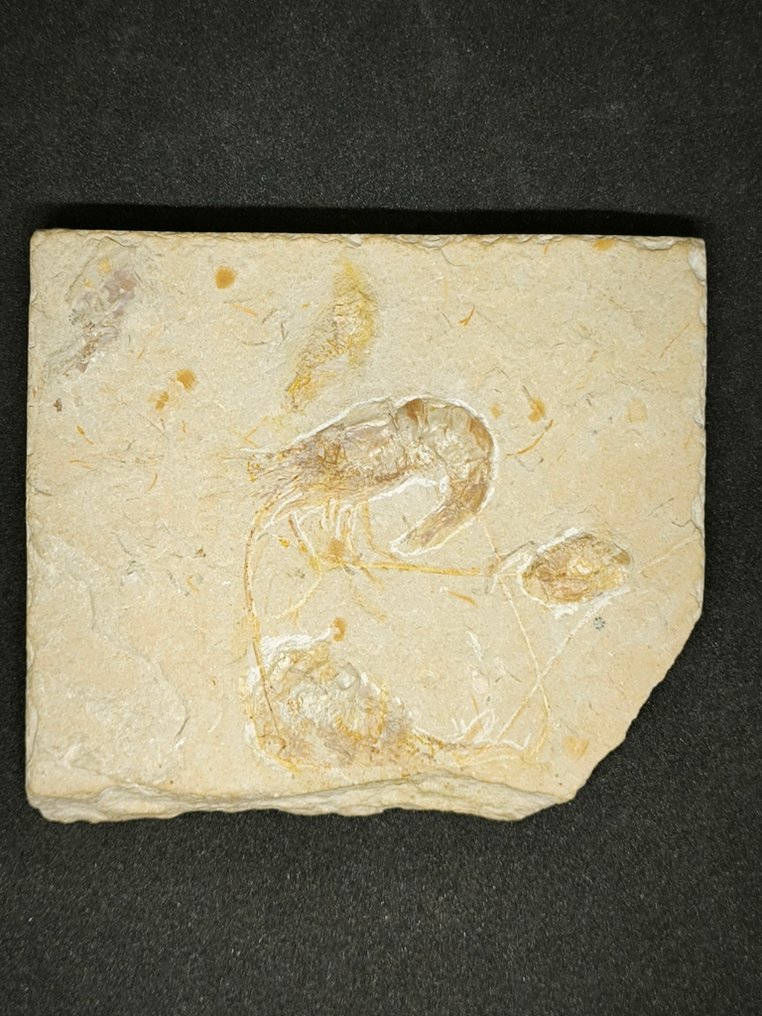 γαρίδα - Απολίθωμα πλάκας θνησιμότητας - Carpopenaeus callirostris anche nella parte posteriore - 118 mm - 94 mm #1.0