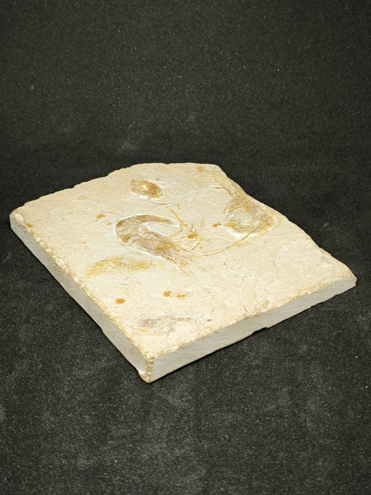 γαρίδα - Απολίθωμα πλάκας θνησιμότητας - Carpopenaeus callirostris anche nella parte posteriore - 118 mm - 94 mm #1.0