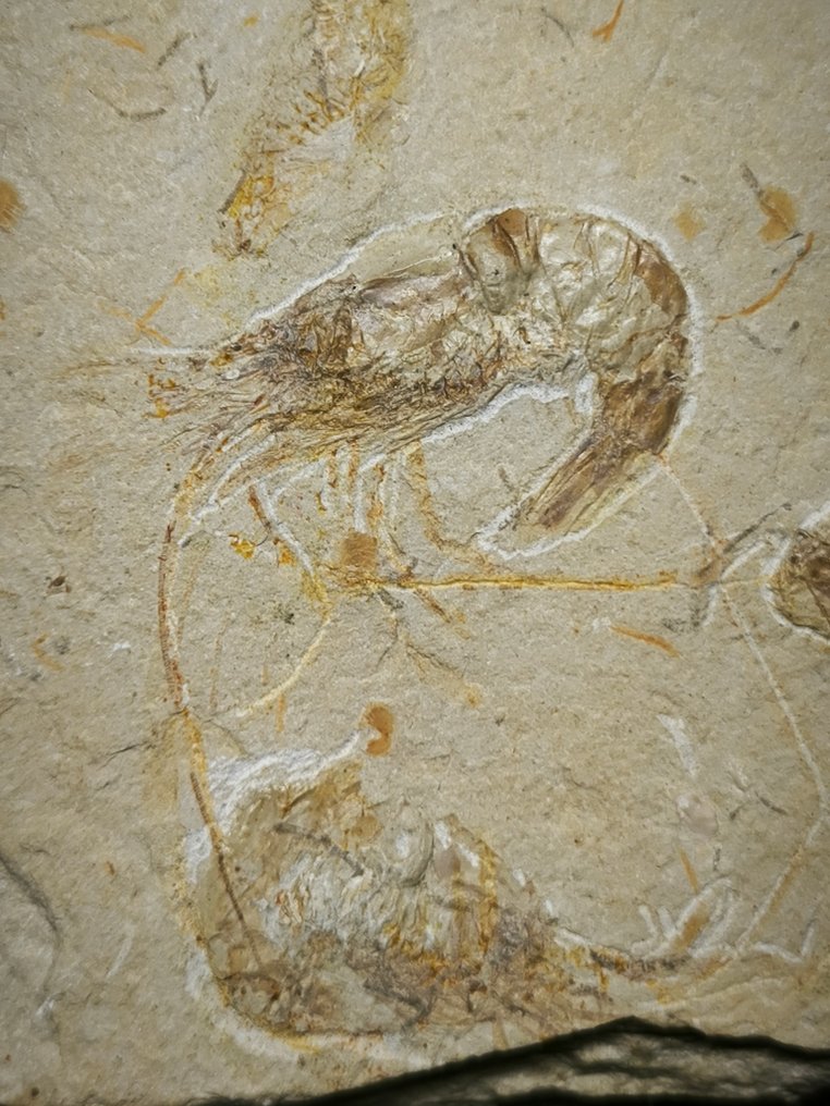 γαρίδα - Απολίθωμα πλάκας θνησιμότητας - Carpopenaeus callirostris anche nella parte posteriore - 118 mm - 94 mm #3.2