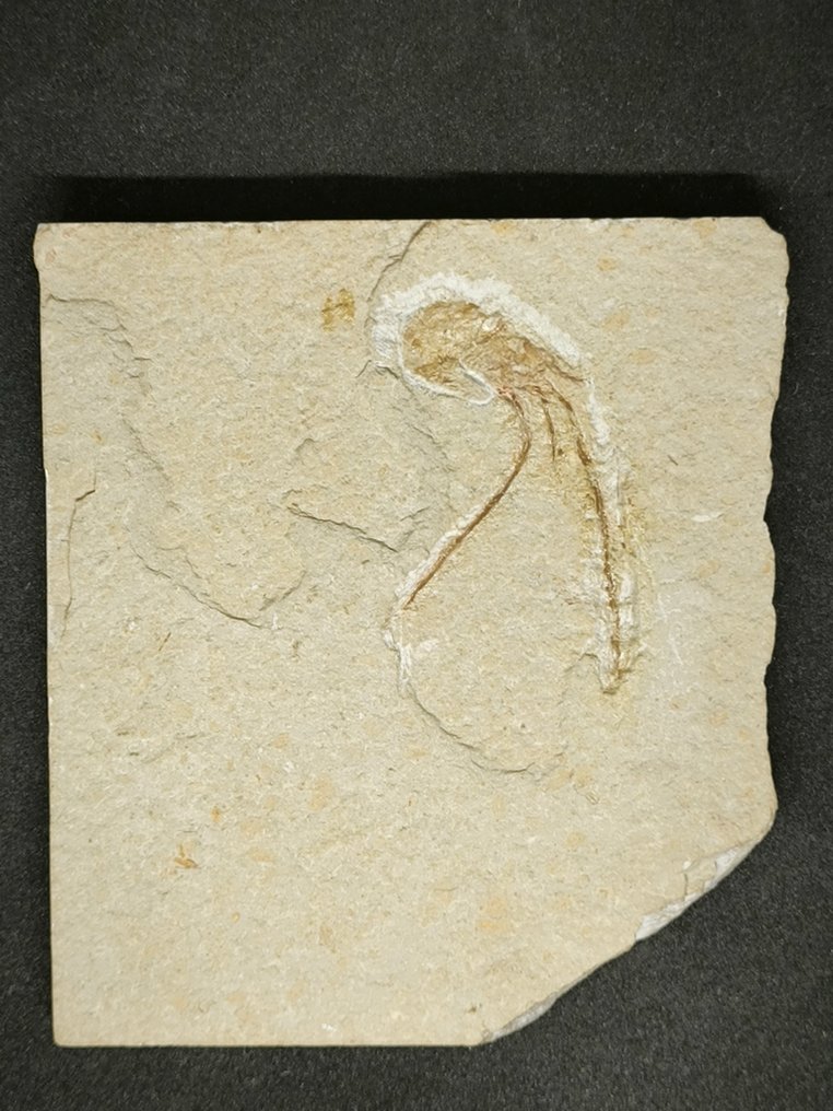 γαρίδα - Απολίθωμα πλάκας θνησιμότητας - Carpopenaeus callirostris anche nella parte posteriore - 118 mm - 94 mm #4.3