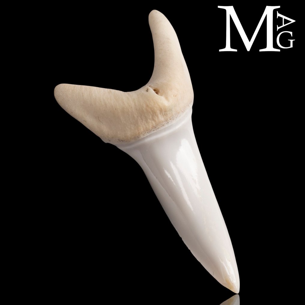 Καρχαρίας Σετ δοντιών - Isurus oxyrinchus - 42 mm - 20 mm - 11 mm- Παράρτημα ΙΙ του CITES - Παράρτημα Β στην ΕΕ #1.0