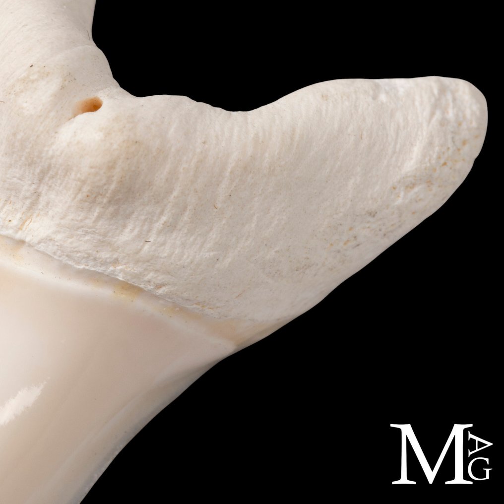 Rekin Zestaw zębów - Isurus oxyrinchus - 52 mm - 26.5 mm - 15.5 mm- CITES - załącznik II - B w UE -  (1) #3.2