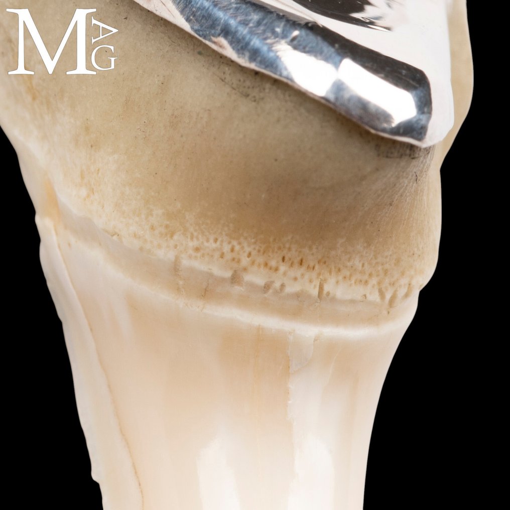 Squalo Set di denti - Isurus oxyrinchus - 48 mm - 21 mm - 16 mm- CITES Appendica II - Allegato B nell'UE -  (1) #4.3