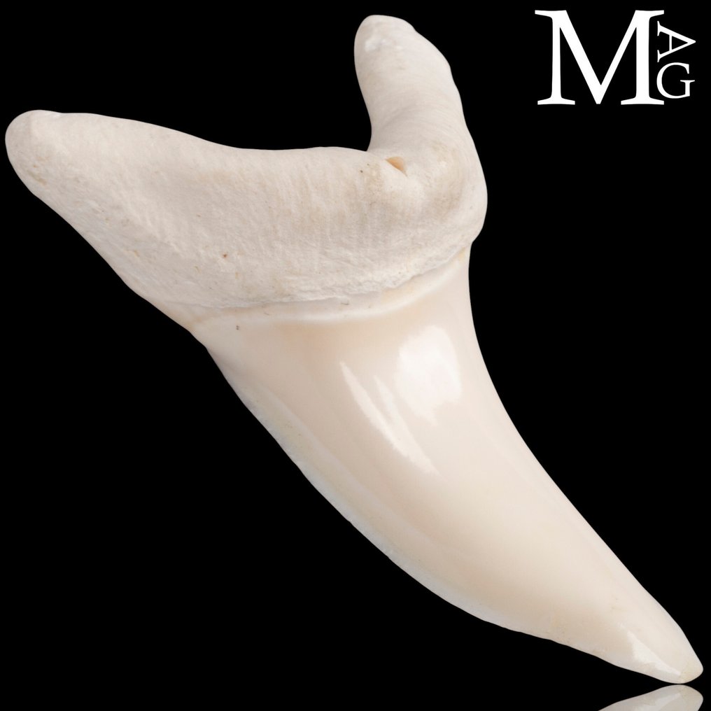 Rekin Zestaw zębów - Isurus oxyrinchus - 52 mm - 26.5 mm - 15.5 mm- CITES - załącznik II - B w UE -  (1) #1.0