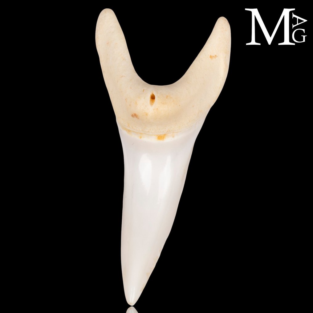 Mako Shark Tooth – Upper Anterior - 43 mm - Isurus Oxyrinchus - Height: 43 mm - Width: 19 mm- 4 g #3.2