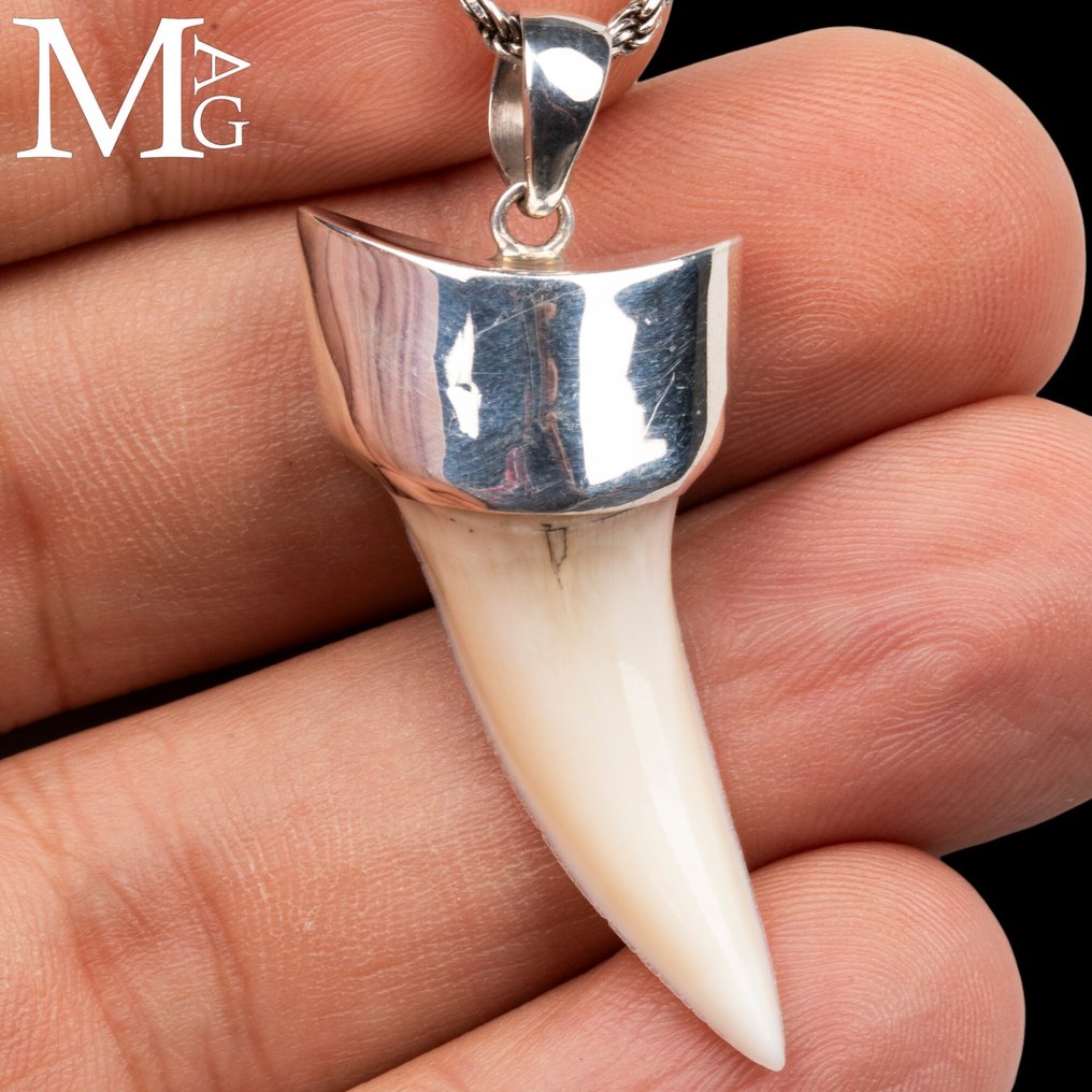 Squalo Set di denti - Isurus oxyrinchus - 47 mm - 19 mm - 10 mm -  (1) #2.1