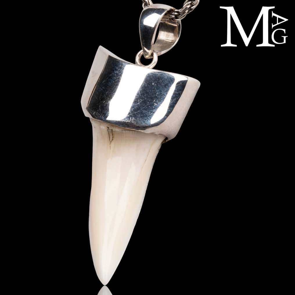 Squalo Set di denti - Isurus oxyrinchus - 47 mm - 19 mm - 10 mm -  (1) #3.2