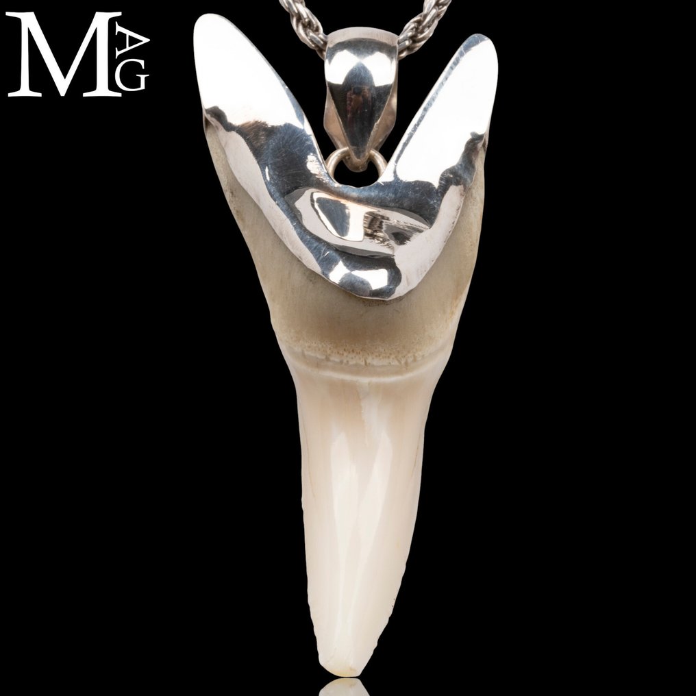 Squalo Set di denti - Isurus oxyrinchus - 48 mm - 21 mm - 16 mm- CITES Appendica II - Allegato B nell'UE -  (1) #1.0