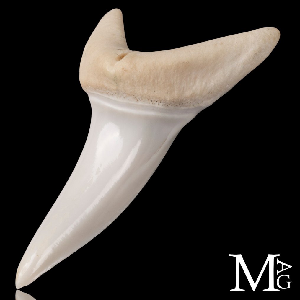 Καρχαρίας Σετ δοντιών - Isurus oxyrinchus - 42 mm - 20 mm - 11 mm- Παράρτημα ΙΙ του CITES - Παράρτημα Β στην ΕΕ #1.0