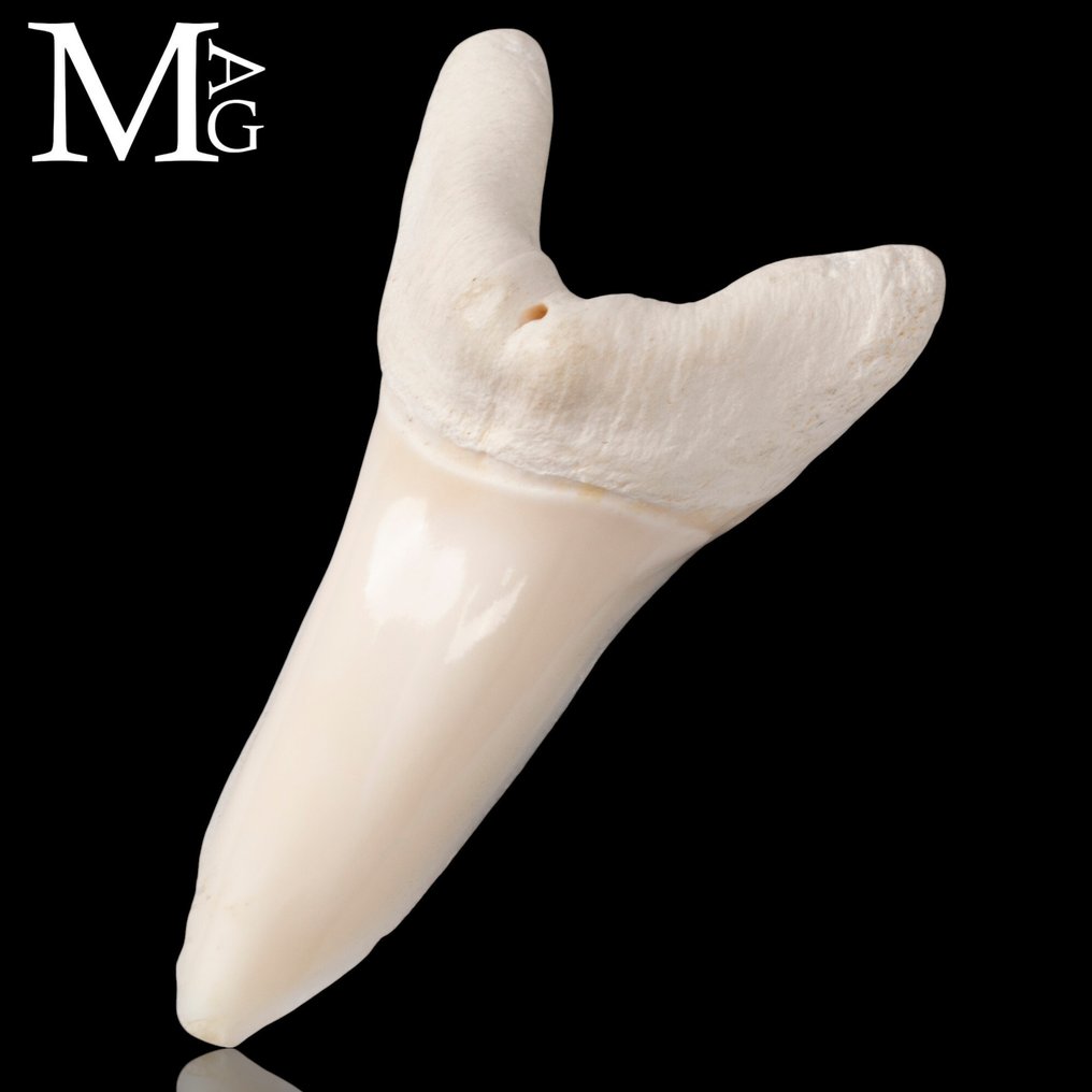 Rekin Zestaw zębów - Isurus oxyrinchus - 52 mm - 26.5 mm - 15.5 mm- CITES - załącznik II - B w UE -  (1) #1.0