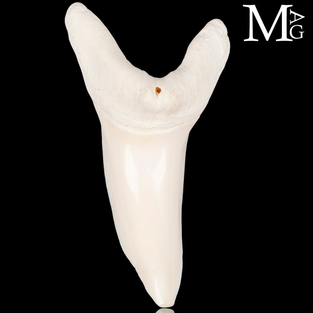 Rekin Zestaw zębów - Isurus oxyrinchus - 52 mm - 26.5 mm - 15.5 mm- CITES - załącznik II - B w UE -  (1) #4.3