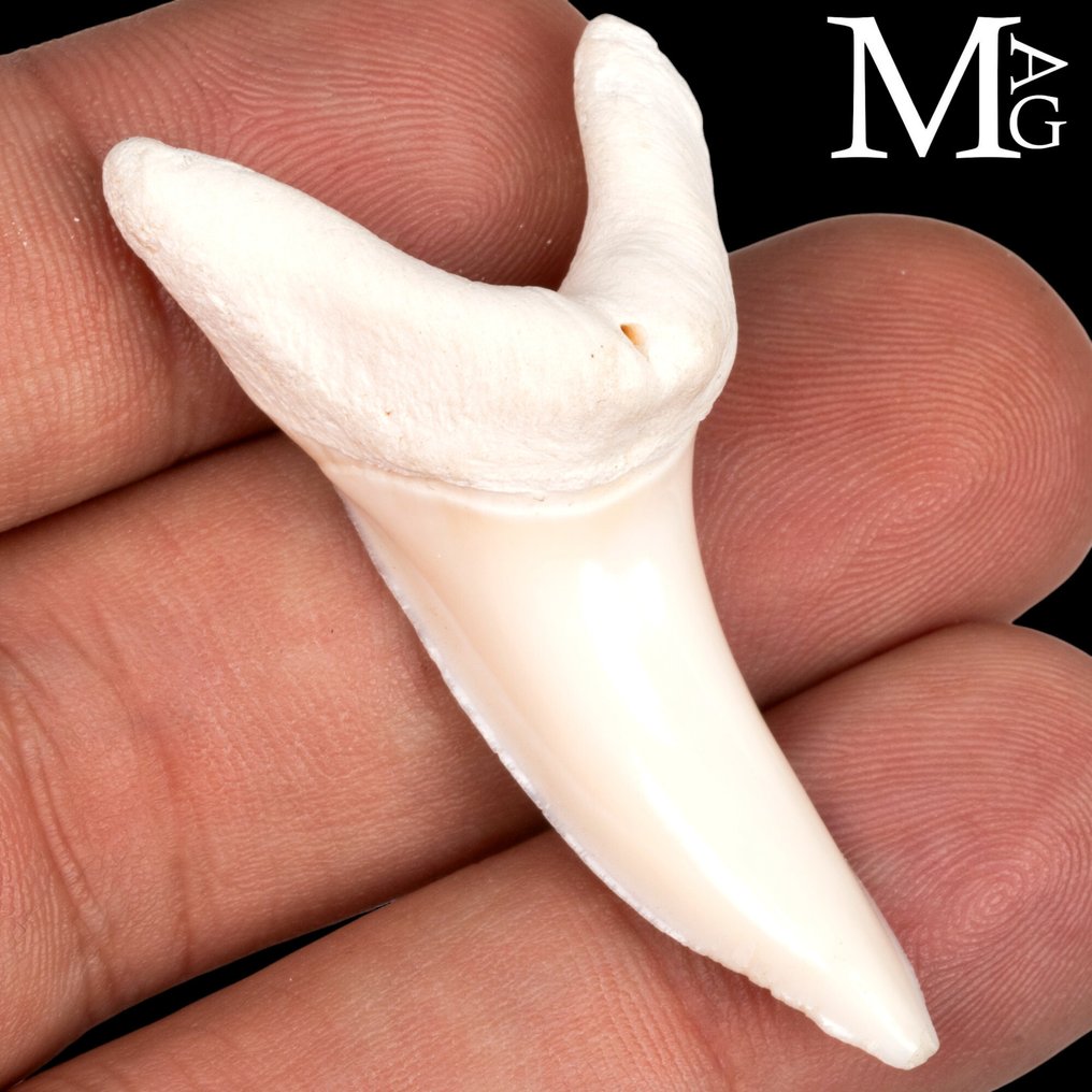 Rekin Zestaw zębów - Isurus oxyrinchus - 52 mm - 26.5 mm - 15.5 mm- CITES - załącznik II - B w UE -  (1) #2.1