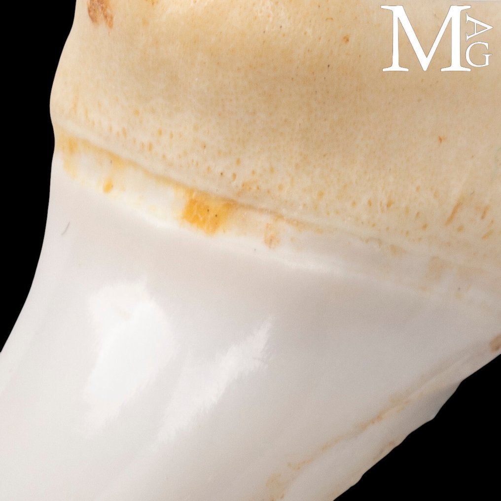 Mako Shark Tooth – Upper Anterior - 43 mm - Isurus Oxyrinchus - Height: 43 mm - Width: 19 mm- 4 g #4.3
