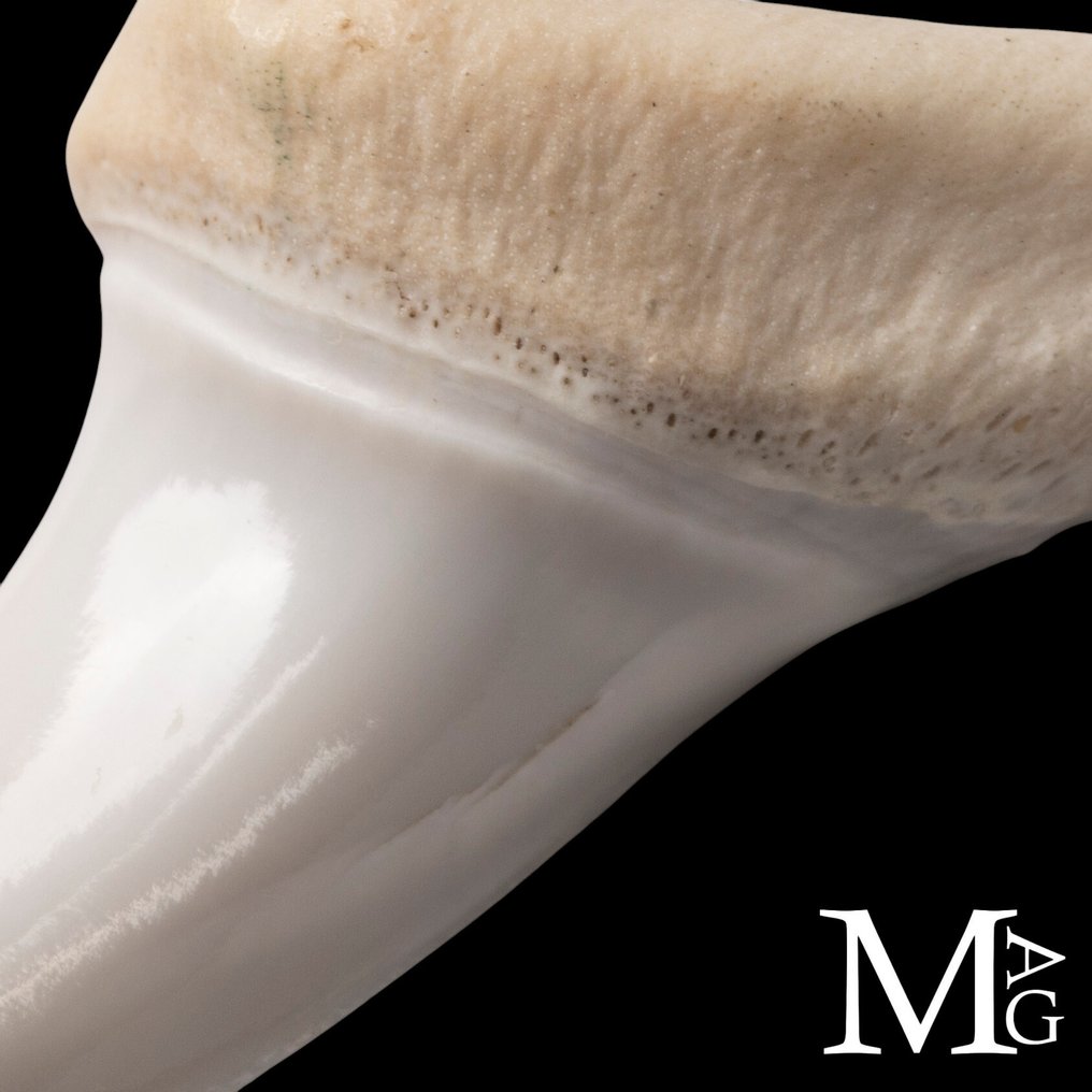 Καρχαρίας Σετ δοντιών - Isurus oxyrinchus - 42 mm - 20 mm - 11 mm- Παράρτημα ΙΙ του CITES - Παράρτημα Β στην ΕΕ #3.2