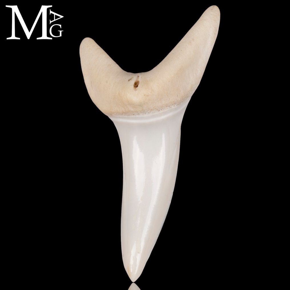 Καρχαρίας Σετ δοντιών - Isurus oxyrinchus - 42 mm - 20 mm - 11 mm- Παράρτημα ΙΙ του CITES - Παράρτημα Β στην ΕΕ #2.1