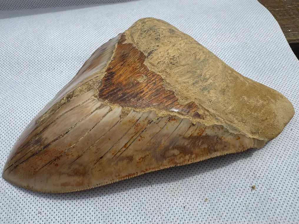 Megalodon - Fossil tooth - Carcharocles megalodon - 15.3 cm #4.3