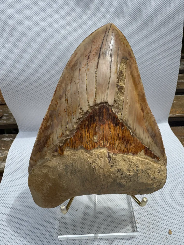 Megalodon - Fossil tooth - Carcharocles megalodon - 15.3 cm #2.1