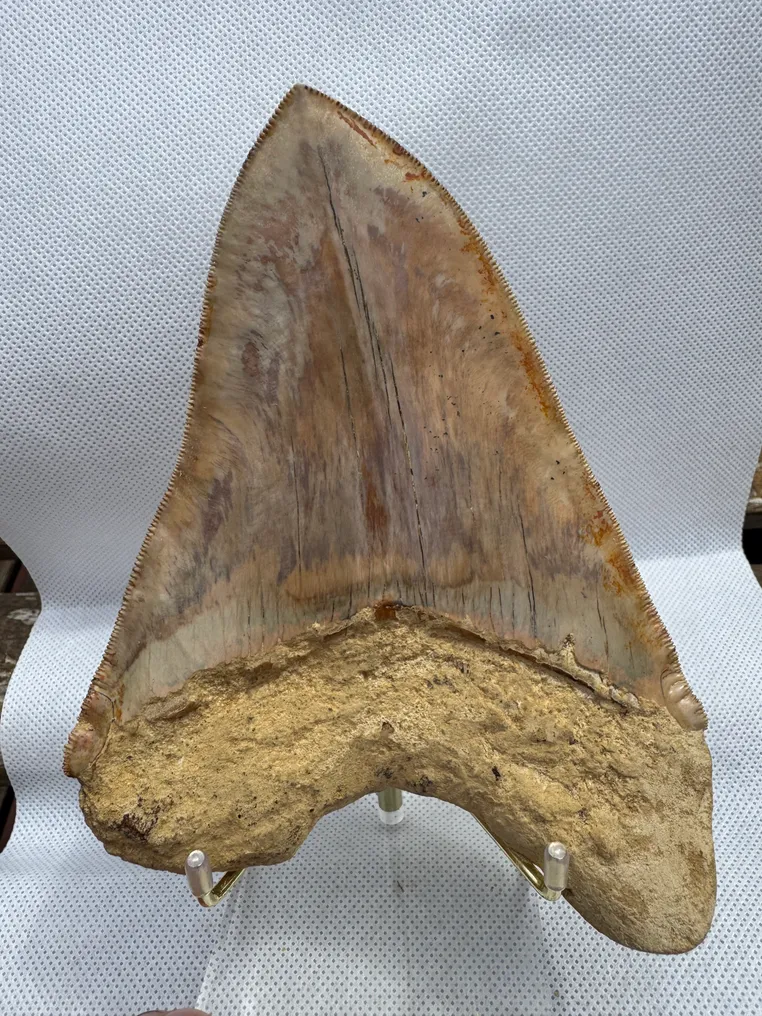 Megalodon - Fossil tooth - Carcharocles megalodon - 15.3 cm #1.0