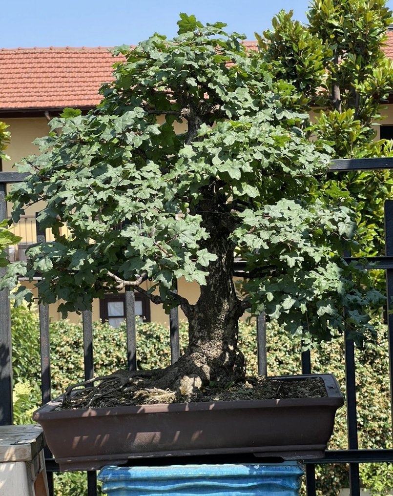 Countryside Maple Bonsai - Height (Tree): 100 cm - Depth (Tree): 100 cm - Japan #1.0