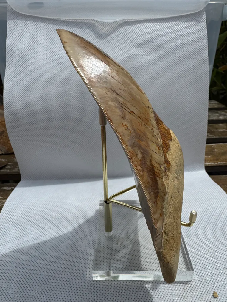 Megalodon - Fossil tooth - Carcharocles megalodon - 15.3 cm #3.2