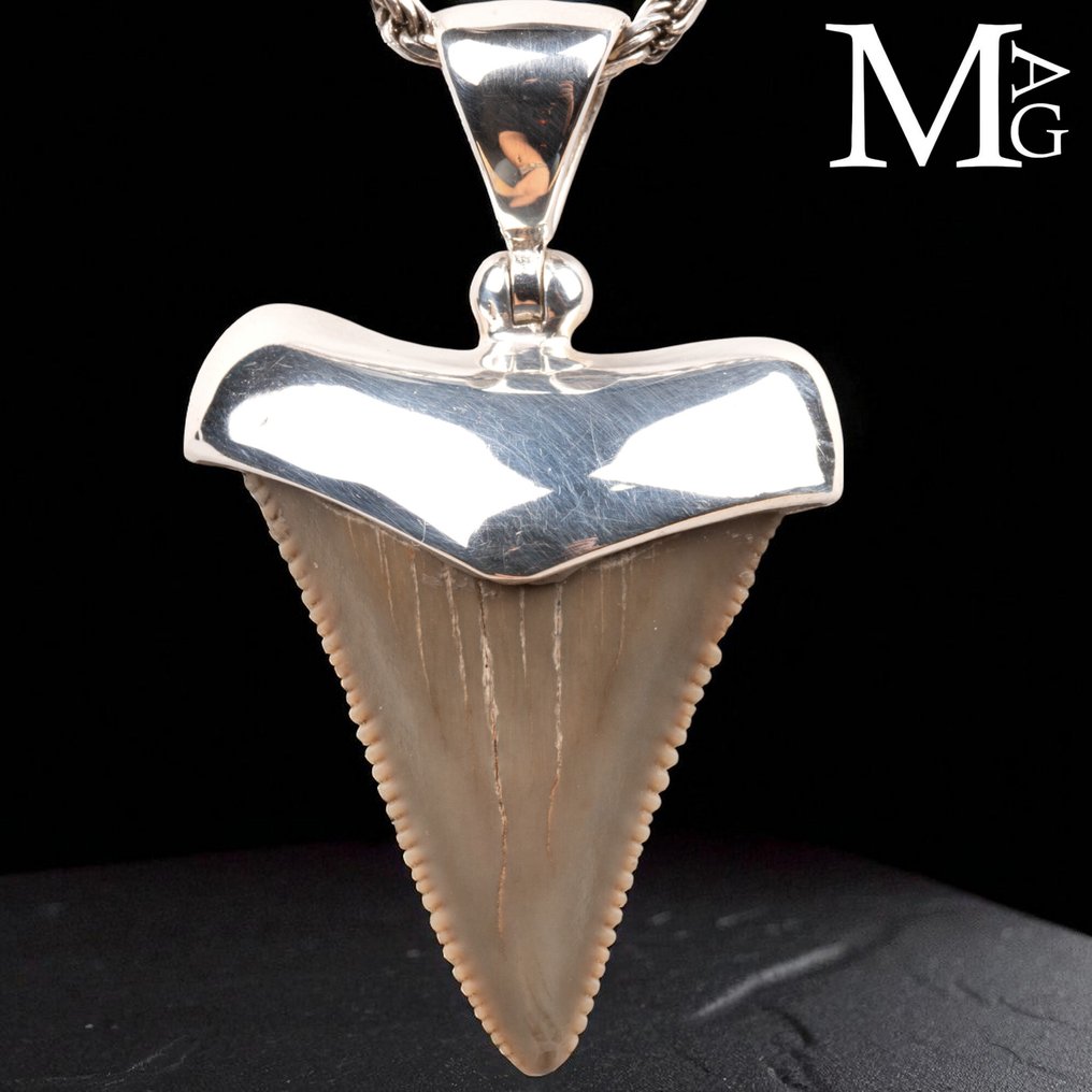 侏罗纪珠宝系列!!! 牙齿 - Extint Shark Teeth - 23.5 mm - 7.8 mm - 37.8 mm #2.1