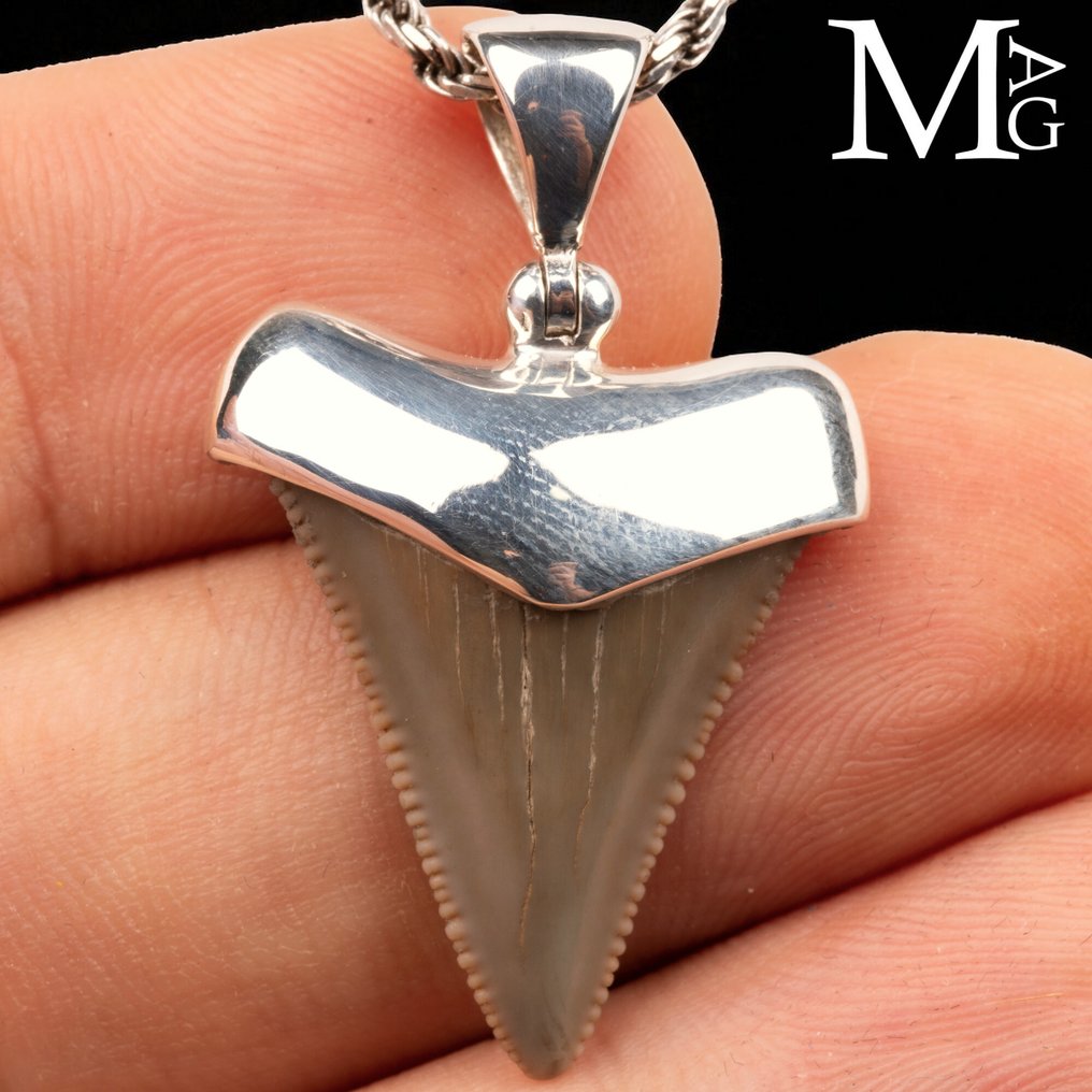 侏罗纪珠宝系列!!! 牙齿 - Extint Shark Teeth - 23.5 mm - 7.8 mm - 37.8 mm #3.2