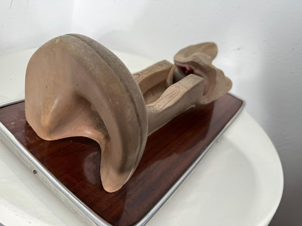 Anatomisch model - Rubber, Plastic, Metaal - 1960-1970 - Anatomisch oor #3.2