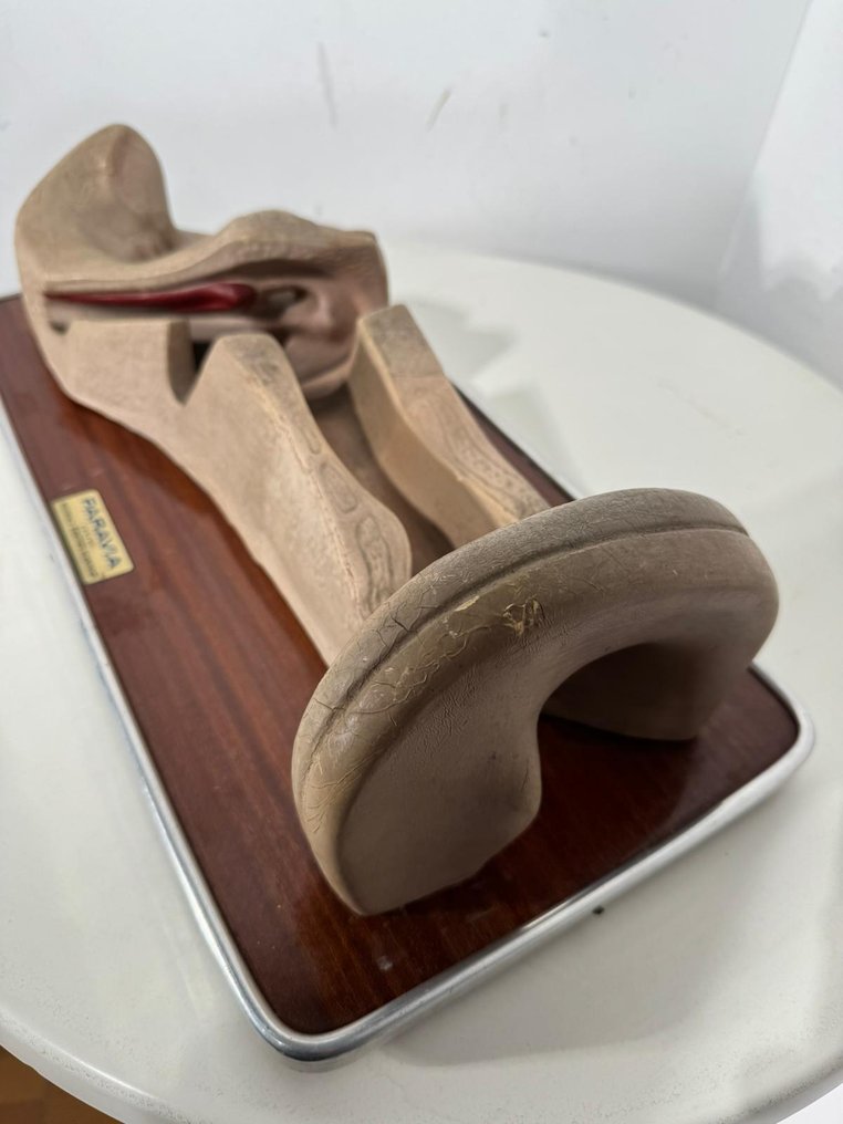 Anatomisch model - Rubber, Plastic, Metaal - 1960-1970 - Anatomisch oor #4.3