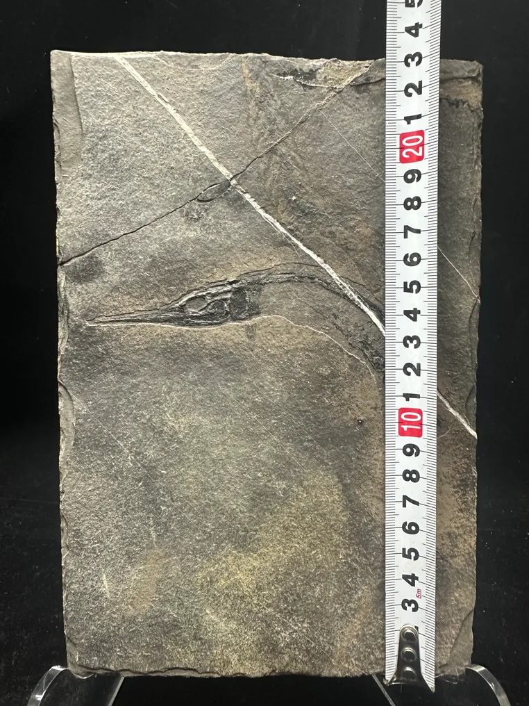 Fossile - Matrice fossile - Saurichthys - 23.5 cm - 16 cm #2.1