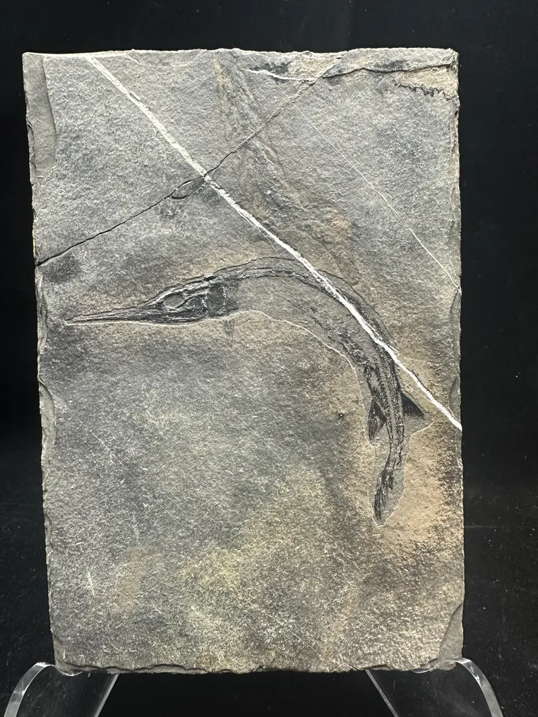 Fossile - Matrice fossile - Saurichthys - 23.5 cm - 16 cm #1.0