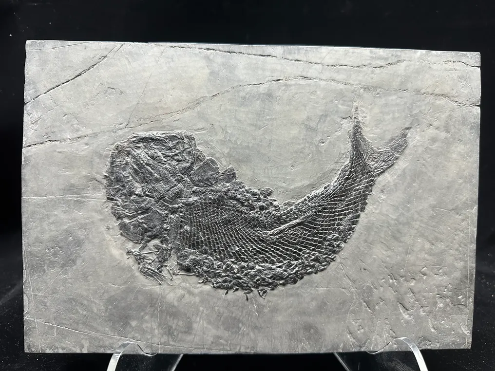 Fóssil - Matriz fóssil - Asialepidotus - 27 cm - 18 cm #2.1