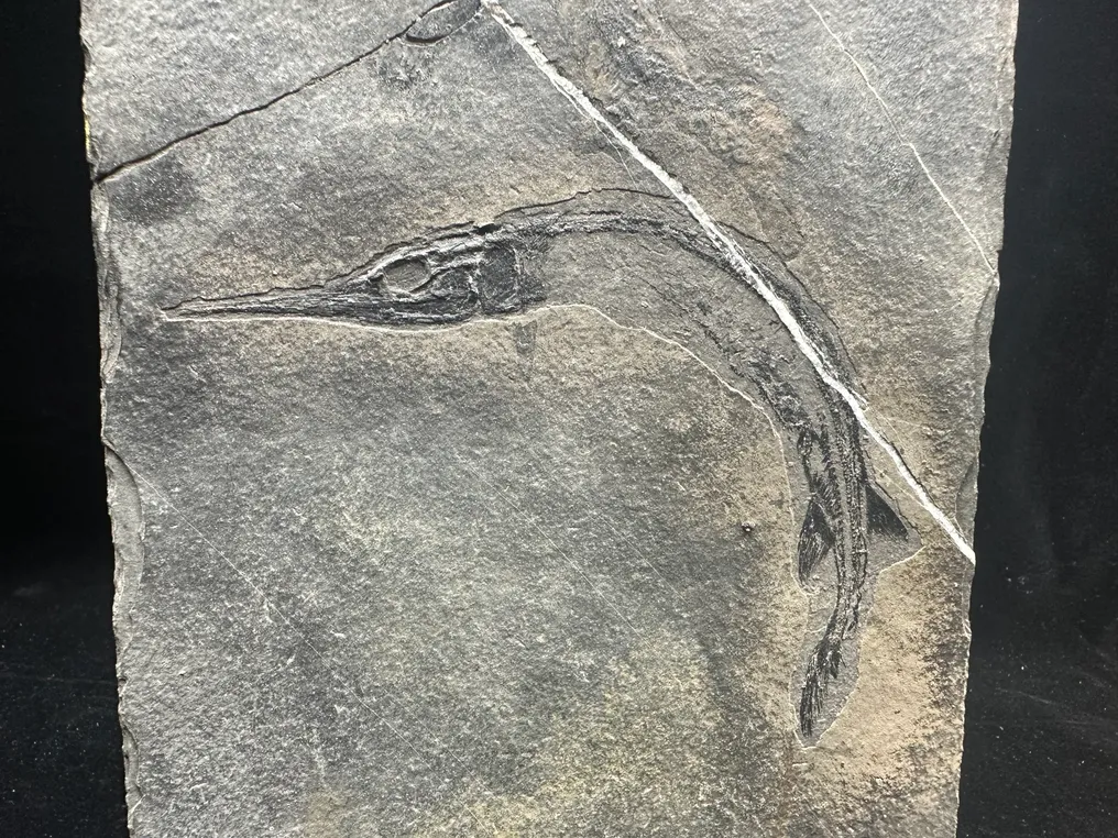 Fossile - Matrice fossile - Saurichthys - 23.5 cm - 16 cm #4.3