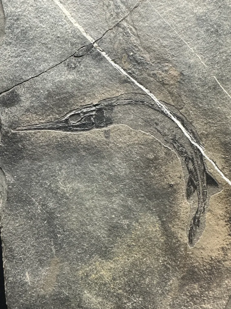 Fossile - Matrice fossile - Saurichthys - 23.5 cm - 16 cm #3.2