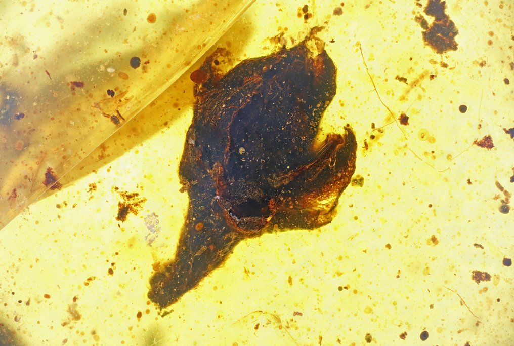 Ámbar birmano - Flor - Angiosperma - Zygadelphus aetheus ? - 5 mm - Ámbar #1.0