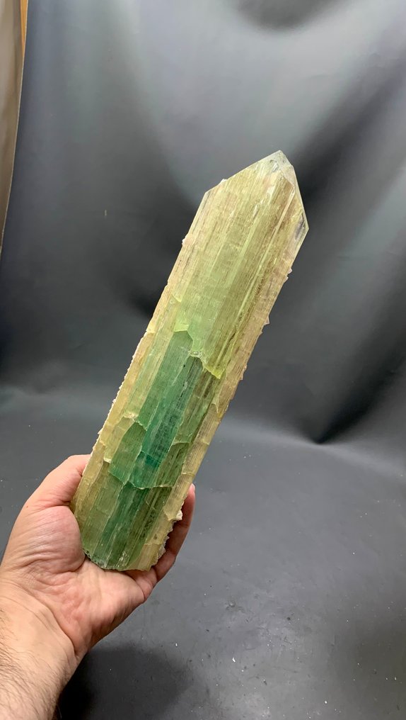 Especime de Cristal de Kunzite e Turmalina, Escolha do Colecionador, com 260 mm de comprimento, Cristal - Altura: 260 mm - Largura: 66 mm- 870 g - (1) #2.1