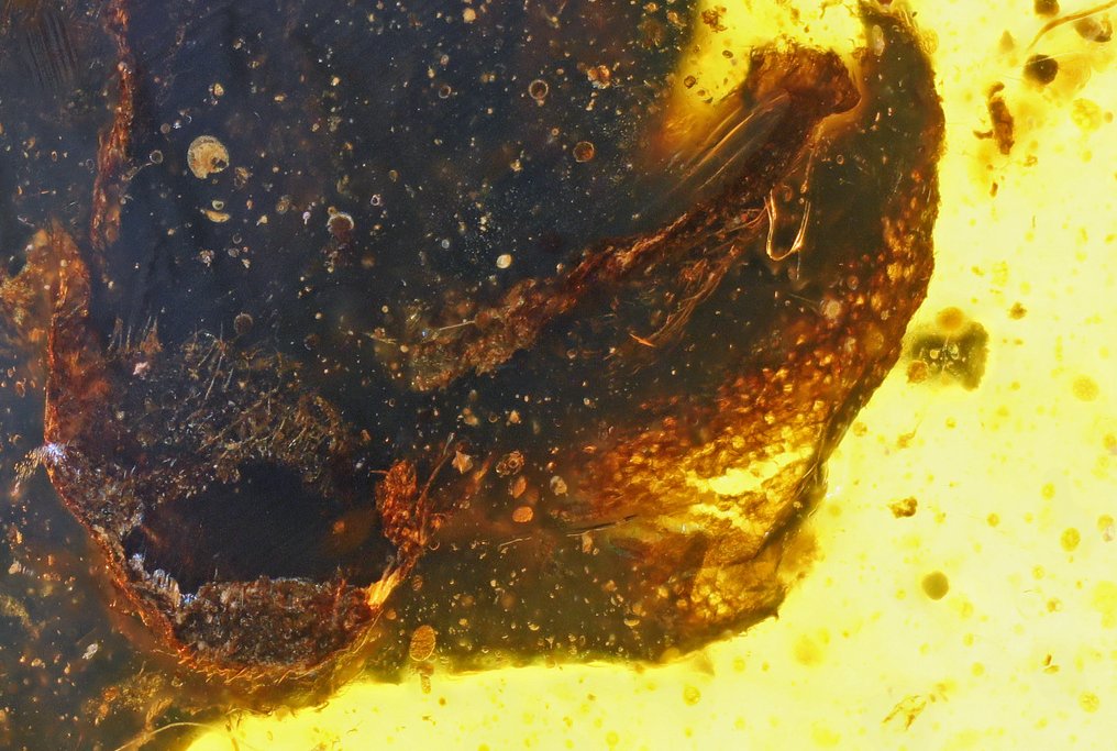 Ámbar birmano - Flor - Angiosperma - Zygadelphus aetheus ? - 5 mm - Ámbar #1.0