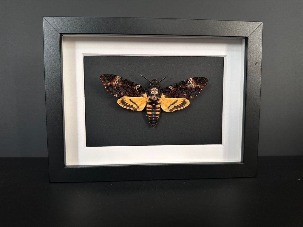 Σκώρος Βάση ταρίχευσης ολόκληρου σώματος - Sphinx tête de mort - Acherontia Atropos - 15 cm - 20 cm - 4.5 cm - Είδη που δεν ανήκουν στο CITES #1.0