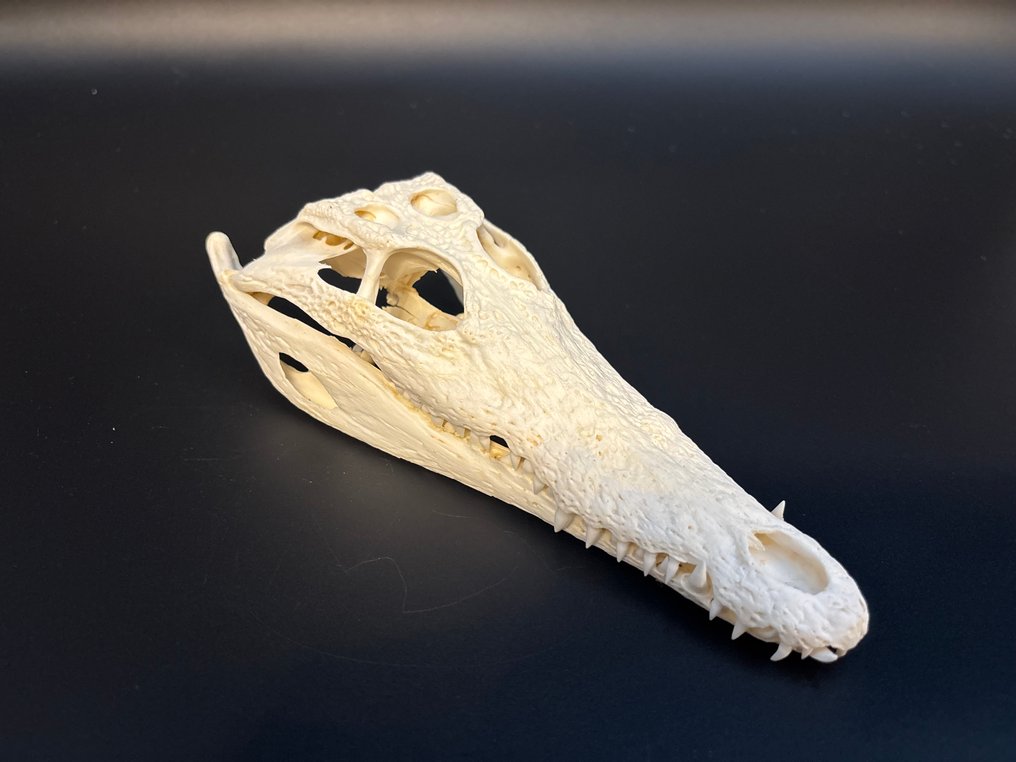 Nile Crocodile Craniu - Crocodylus niloticus - 7 cm - 9,5 cm - 24 cm- CITES Anexa II - Anexa B din UE - (1) #1.0