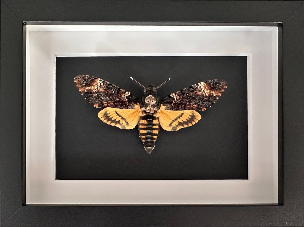 Σκώρος Βάση ταρίχευσης ολόκληρου σώματος - Sphinx tête de mort - Acherontia Atropos - 15 cm - 20 cm - 4.5 cm - Είδη που δεν ανήκουν στο CITES #4.3