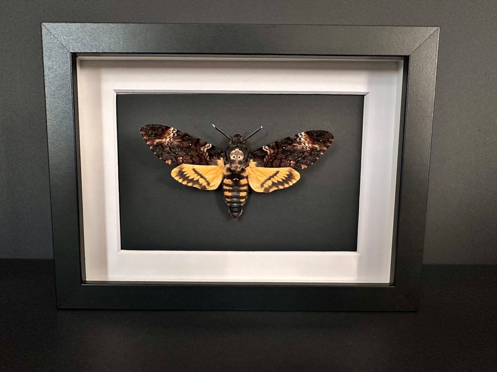 Σκώρος Βάση ταρίχευσης ολόκληρου σώματος - Sphinx tête de mort - Acherontia Atropos - 15 cm - 20 cm - 4.5 cm - Είδη που δεν ανήκουν στο CITES #2.1