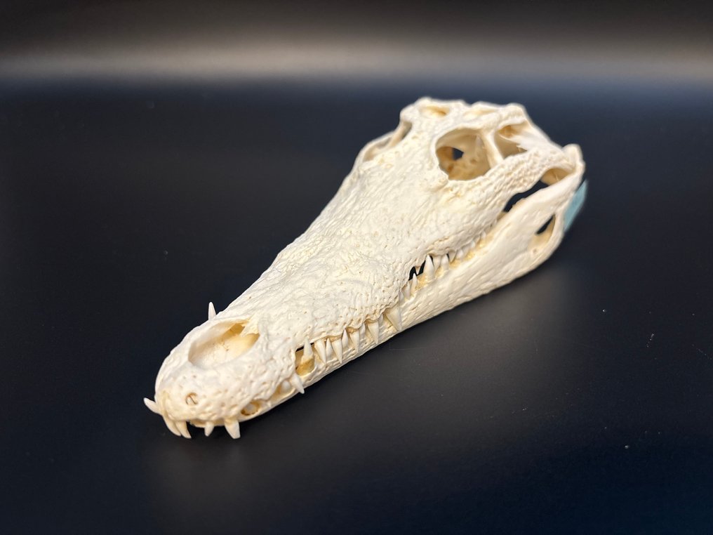 Nile Crocodile Craniu - Crocodylus niloticus - 7 cm - 9,5 cm - 24 cm- CITES Anexa II - Anexa B din UE - (1) #1.0