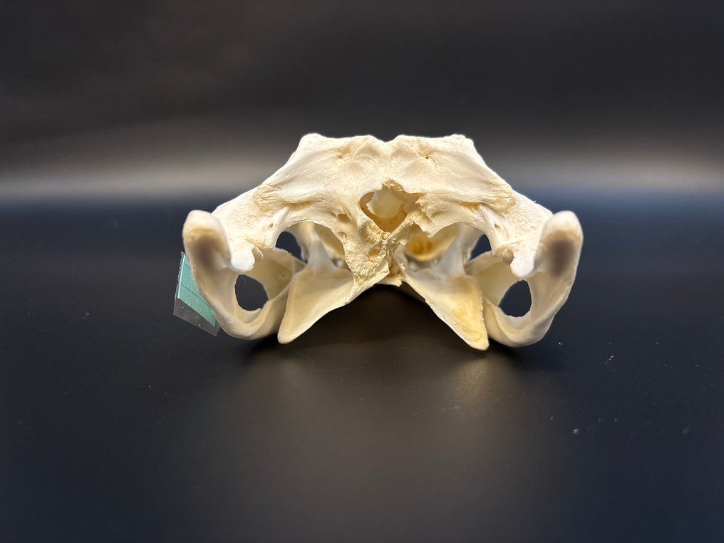 Nile Crocodile Craniu - Crocodylus niloticus - 7 cm - 9,5 cm - 24 cm- CITES Anexa II - Anexa B din UE - (1) #4.3