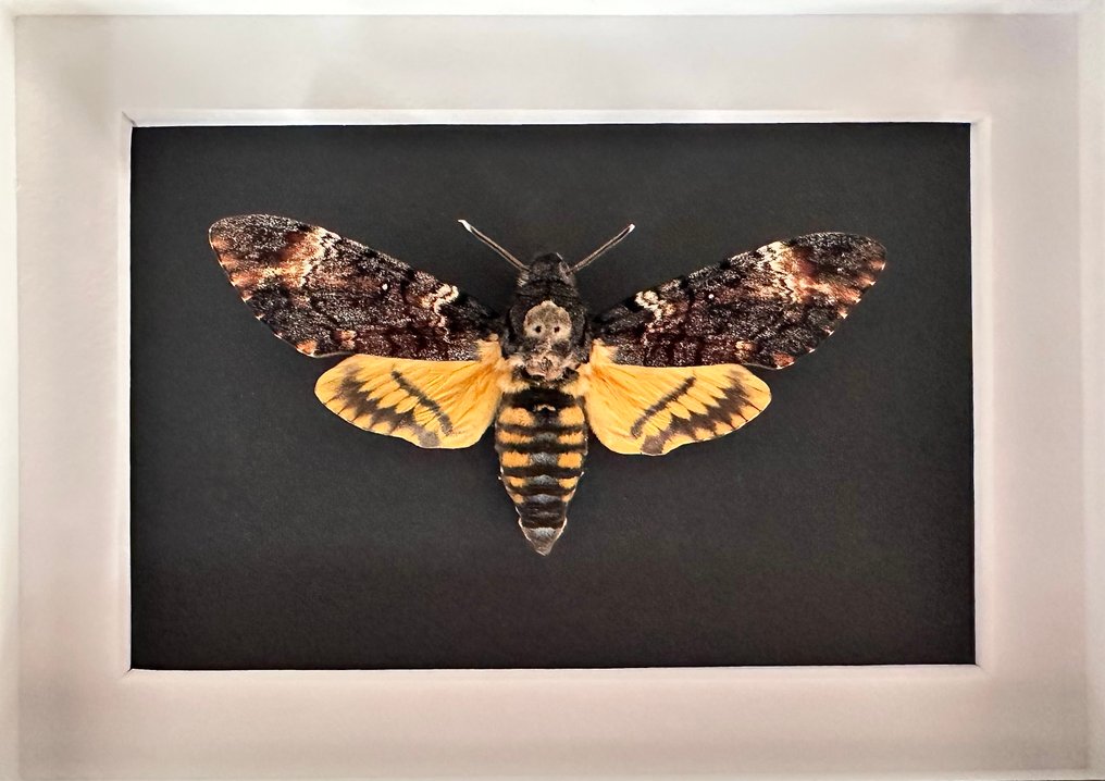 Σκώρος Βάση ταρίχευσης ολόκληρου σώματος - Sphinx tête de mort - Acherontia Atropos - 15 cm - 20 cm - 4.5 cm - Είδη που δεν ανήκουν στο CITES #1.0