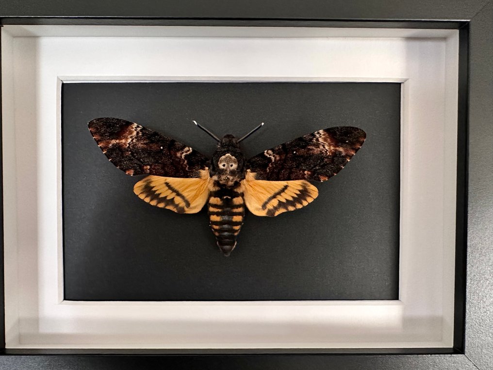 Σκώρος Βάση ταρίχευσης ολόκληρου σώματος - Sphinx tête de mort - Acherontia Atropos - 15 cm - 20 cm - 4.5 cm - Είδη που δεν ανήκουν στο CITES #3.2