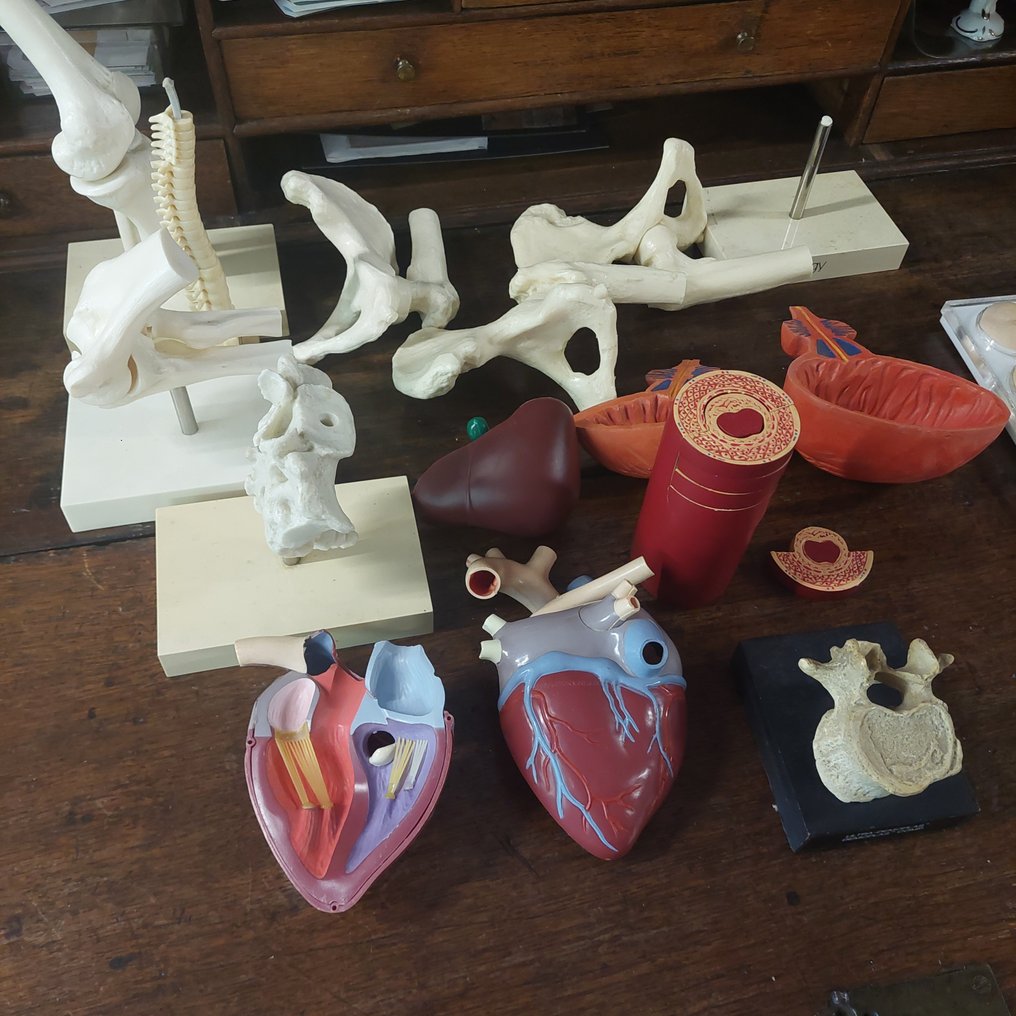 教育/示範模型 (13) - 塑料 - 1980-1990 - 解剖模型套装 #1.0