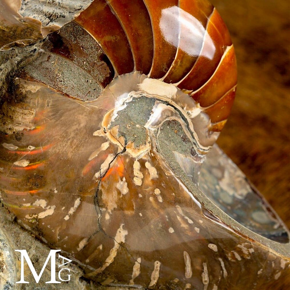 Ομάδα απολιθωμάτων αμμόνιτη στην Πρωτότυπη μήτρα - Αποκλειστικό δείγμα απολιθώματος. - Απολιθωμένα τμήματα - Cleoniceras Sp. - 330 mm - 220 mm #2.1